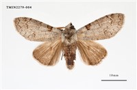 藏品(波麗毒蛾)的圖片